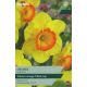 Narcissi Delibes