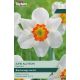 Narcissi June Allyson