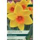 Narcissi Gentleman At Arms