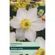 Narcissi Kimmeridge