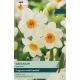 Narcissi Geranium