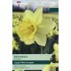 Narcissi Pastorale