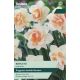 Narcissi Replete