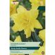 Narcissi Golden Ducat