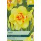 Narcissi Tahiti