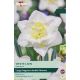 Narcissi White Lion