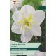 Narcissi Lemon Beauty