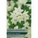 Narcissi Paperwhite Grandiflora