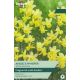 Narcissi Angel's Whisper