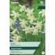 Narcissi Elka