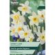 Narcissi Sweet Love