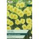 Narcissi Sun Disc