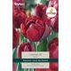 Tulip Antraciet