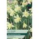 Narcissi W.P Milner