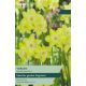 Narcissi Verdin