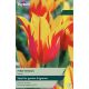 Tulip Fire Wings