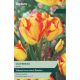Tulip Outbreak