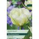 Tulip White Valley