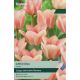 Tulip Apricona