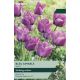 Tulip Bleu Aimable