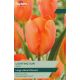 Tulip Lighting Sun