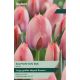Tulip Salmon Van Eijk