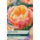 Tulip Crème Upstar
