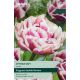 Tulip Wyndham