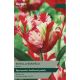 Tulip Estella Rijnveld