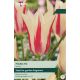 Tulip Marilyn