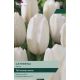 Tulip Catherina