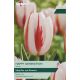 Tulip Happy Generation