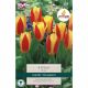 Tulip Stresa