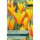 Tulip Giuseppe Verdi