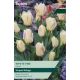 Tulip White Fire