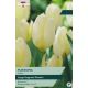 Tulip Purissima (White Emperor)