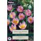 Tulip Bakeri Lilac Wonder