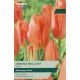 Tulip Orange Brilliant