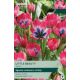 Tulip Little Beauty