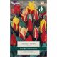 Tulip Peacock Mixed