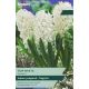 Hyacinth Top White - Indoor Prepared