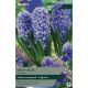Hyacinth Delft Blue (Indoor Prepared)