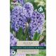 Hyacinth Delft Blue - Garden