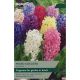 Hyacinth Mixed Colours (Garden)