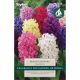 Hyacinth Mixed Colours - Garden