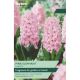 Hyacinth Pink Elephant - Garden