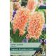Hyacinth Gipsy Queen - Garden