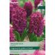 Hyacinth Woodstock  - Garden