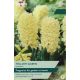 Hyacinth Yellow Queen - Garden