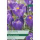 Crocus Grand Maitre